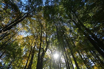 Afternoon Sun Gleaming through Tall Green and Yellow Trees Towering Above Nature Trail in Burke, Virginia