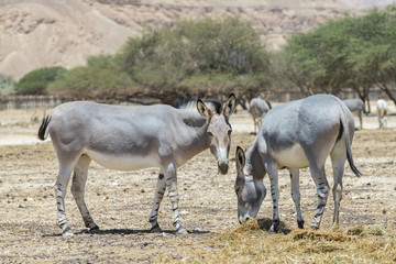 Obraz na płótnie Canvas Somali wild donkey (Equus africanus). This species is extremely rare both in nature and in captivity. Nowadays it inhabits nature reserve near Eilat, Israel