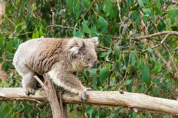 Koala on wooden pole in Koala Conservation center in Cowes, Phillip Island, Victoria, Australia