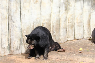 Obraz na płótnie Canvas Black Bear sitting on the floor in the zoo.