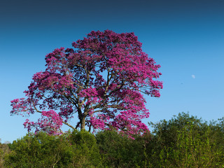 Latinamerica, Mesopotamia Misiones, red earth, Guarani culture  