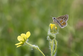 Butterfly in nature