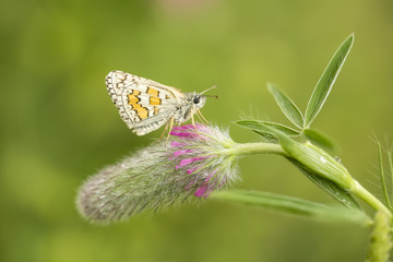 Butterfly in nature