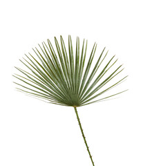 Fototapeta premium Feuille de palmier Chamaerops humilis 'Cerifera'