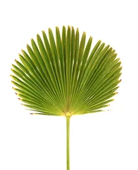 Crédence de cuisine en verre imprimé Palmier Feuille de palmier Licuala grandis