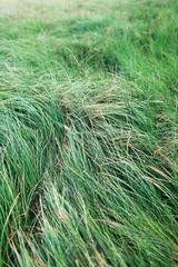 Green grass. Field of high grass