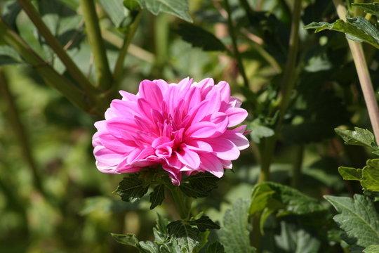 Dalia Rosa