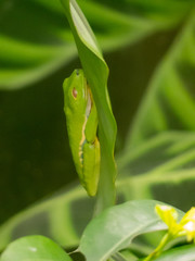 Agalychnis callidryas - Rana dagli occhi rossi