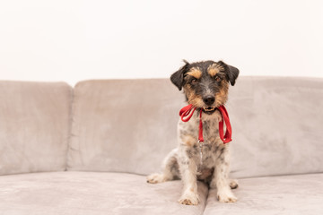 Jack Russell Terrier 3 years old - little dog is holding a leash and waiting for the walk