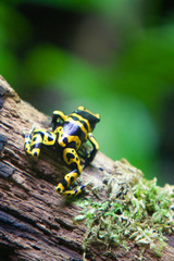 Phyllobates terribilis - Rana dorata