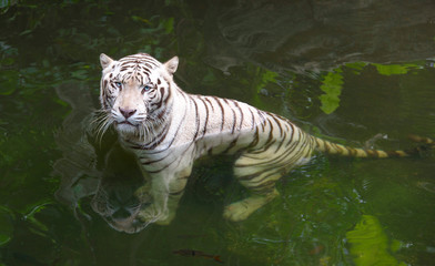 Fototapeta na wymiar Tiger in water. White Bengal tiger taking bath in a river looking displeased