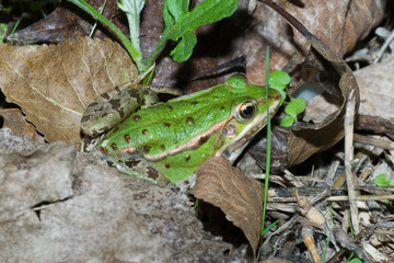 Rana esculenta - Rana verde minore