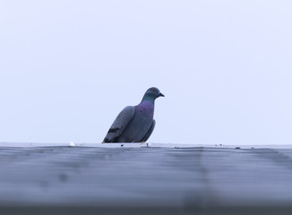 Bird on roof with clear background. emotion of Dove. elegance Animal.