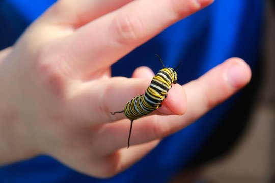 Caterpillar Crawling on Boy's Middle Finger, His Blue Shirt Out of Focus in Background, Afternoon