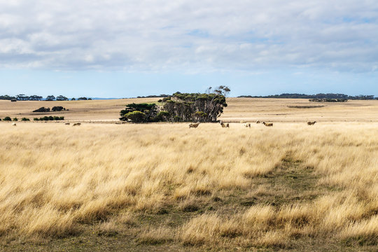 Sheep in high yellow grass in a field on Phillip Island, Victoria, Australia