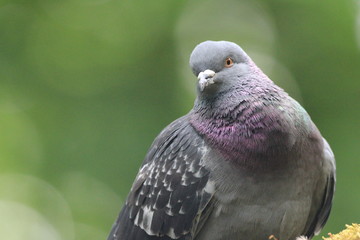 Pigeon biset