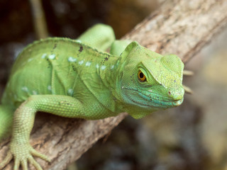 Basiliscus plumifrons - Basilisco doppia cresta