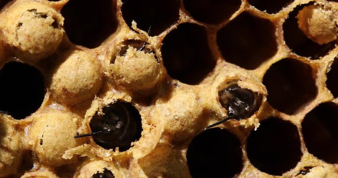 Newborn bee on honeycomb