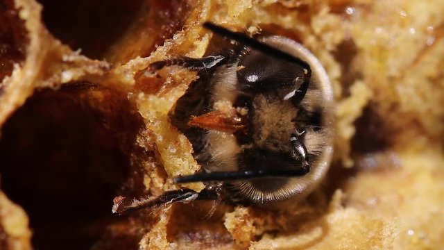 Bee born from pilo on honeycomb