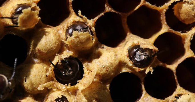Bee born from pilo on honeycomb