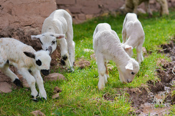 Naklejka na ściany i meble Cute newborn lamb outside.