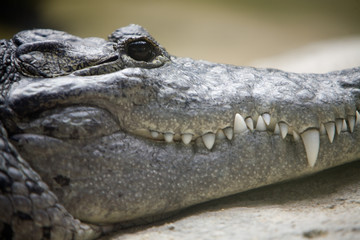 Crocodylus moretti - Coccodrillo di Morelet
