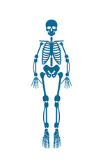 Human Skeleton of Blue Color Vector Illustration