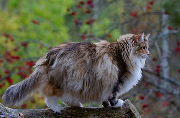 Naklejka na ściany i meble Norwegian forest cat female standing on a log in forest