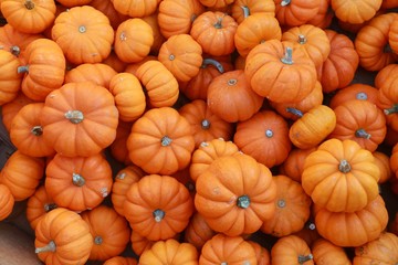 Mini-Pumpkins in the Afternoon Sun in an Outdoor Market in Burke, Virginia