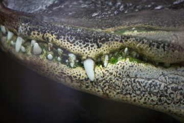 Crocodylus niloticus - Coccodrillo del Nilo