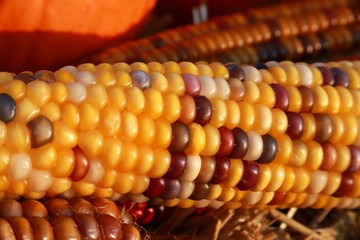 Corn Ears with Red, Orange, Yellow and Black Kernels on Straw Hay in an Outdoor Market Bathed in Late Afternoon Sun in an Outdoor Market in Burke, Virginia