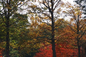 Leaves in Trees Changing Color from Green to Orange to Red Backlit by the Afternoon Sun against a Clear Blue Sky in Burke, Virginia