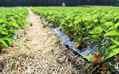 Strawberry nursery in May