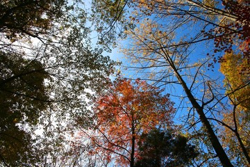 Looking Up at Leaves in Trees Changing Color from Green to Orange Backlit by the Afternoon Sun against a Clear Blue Sky in Burke, Virginia