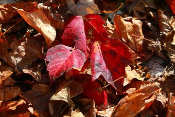 An Assortment of Fallen Red and Brown Leaves Basking in the Afternoon Sun