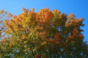 Leaves in Trees Changing Color from Green to Orange to Red Bathing in the Afternoon Sun against a Clear Blue Sky in Burke, Virginia