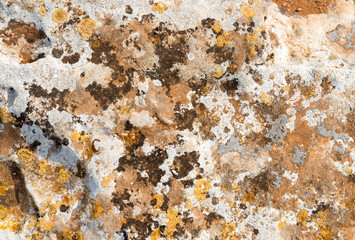 White boulder surface with yellow and dark green moss spots