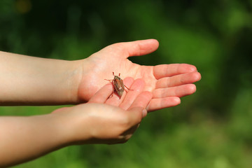 Closeup of woman's hands and a chafer beetle june bug