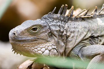 Iguana iguana - Iguana dai tubercoli