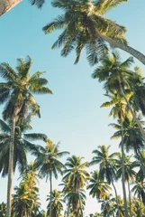 Store enrouleur occultant sans perçage Palmier Palmiers tropicaux sur fond de ciel clair d& 39 été. Image tonique
