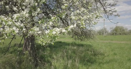 beautiful flight over the flower garden. above the village. over the river. the view of the city. landscape