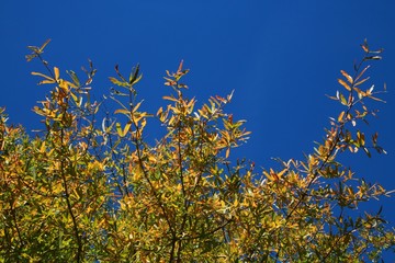 Trees with Leaves Changing Color from Green to Orange Bathing in the Afternoon Sun against a Clear Blue Sky in Burke, Virginia