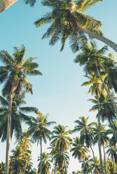 Tropical palm trees on clear summer sky background. Toned image