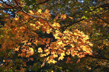 Yellow Leaves in a Tree Bathed in the Afternoon Sun