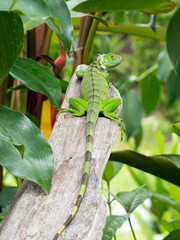 Iguana iguana - Iguana dai tubercoli