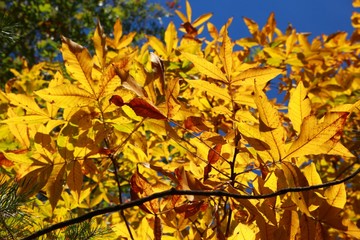 Yellow Leaves Bathed in Afternoon Sun against a Clear Blue Sky