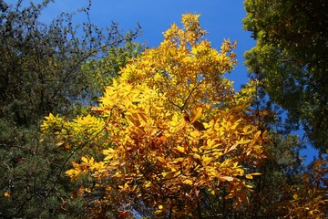 Yellow and Green Leaves in a Forest in Afternoon Sun against a Clear Blue Sky