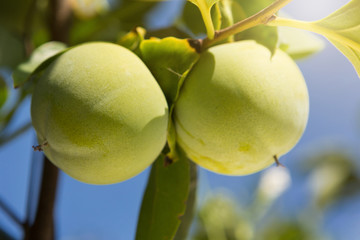 unripe persimmon fruit on a tree against a blue sky