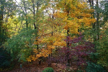 Autumn Leaves Changing Color from Green to Yellow to Purple in a Forest in Burke, Virginia