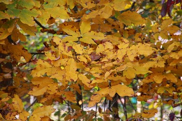 Autumn Leaves Changing Color from Green to Yellow to Purple in a Forest in Burke, Virginia